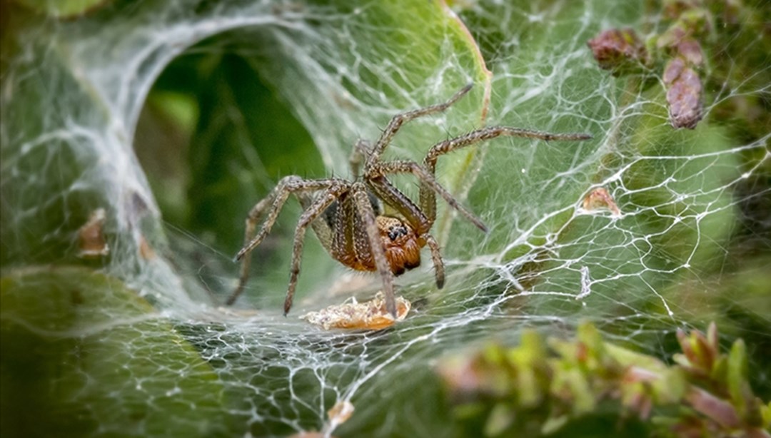 Hayvanat bahçesinden ölümcül çağrı: “Zehirli örümcekleri yakalayıp getirin”