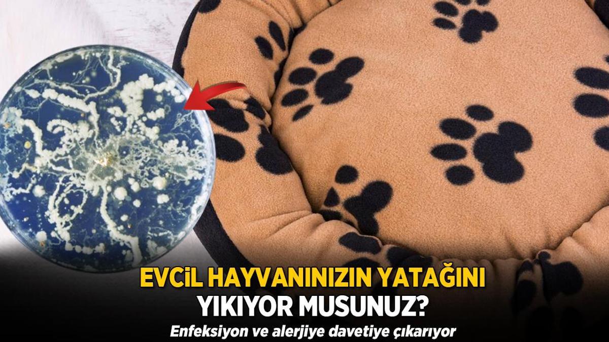 Evcil hayvanınızın yatağını yıkıyor musunuz? Enfeksiyon ve alerjiye davetiye çıkarıyor